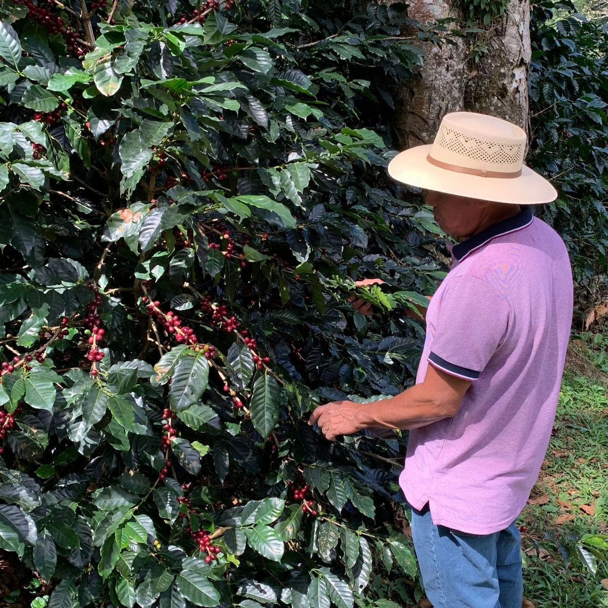 Honduras Wild Bramble – Parainema Washed | Vorbestellung November