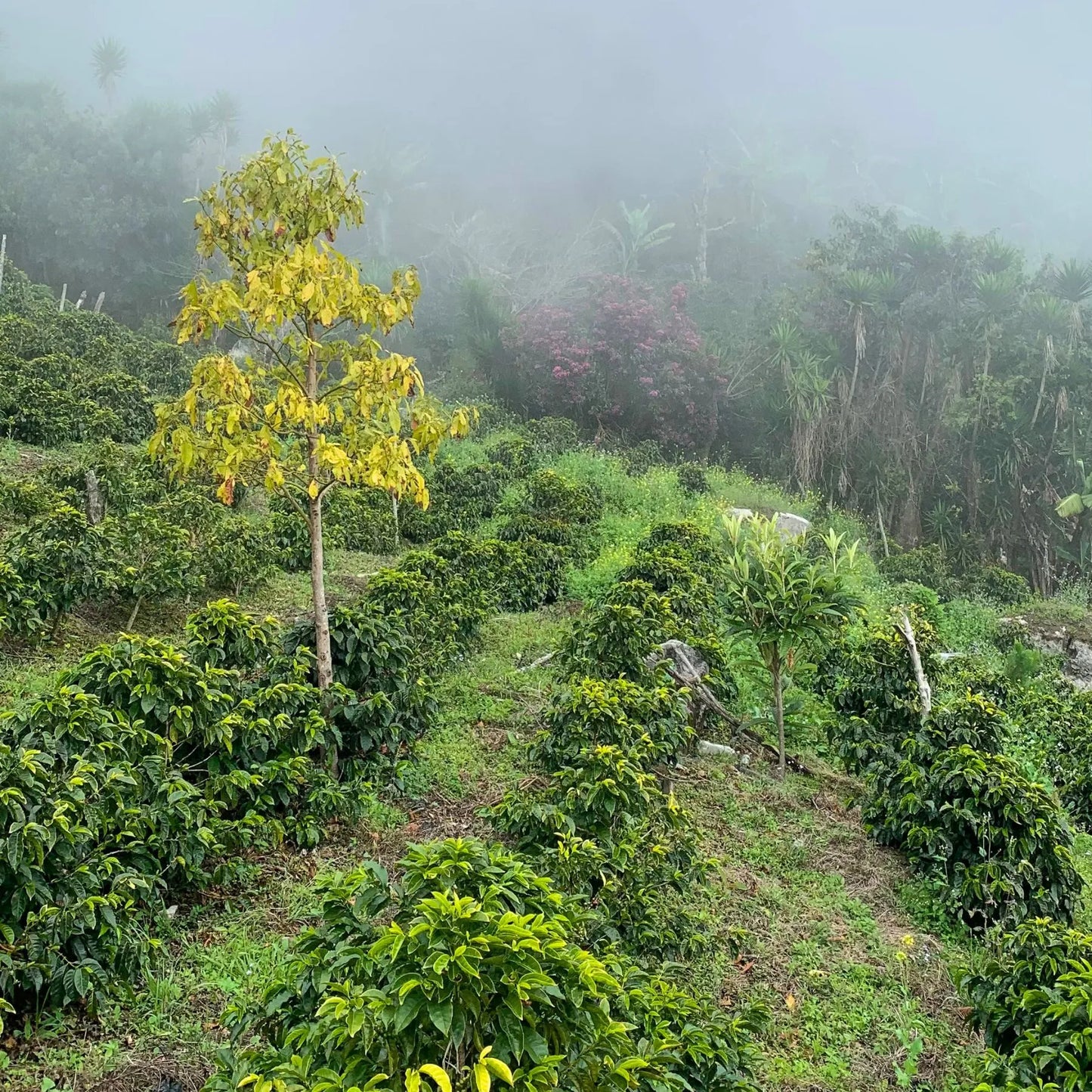 Honduras Pacas