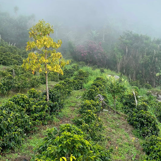 Honduras Pacas