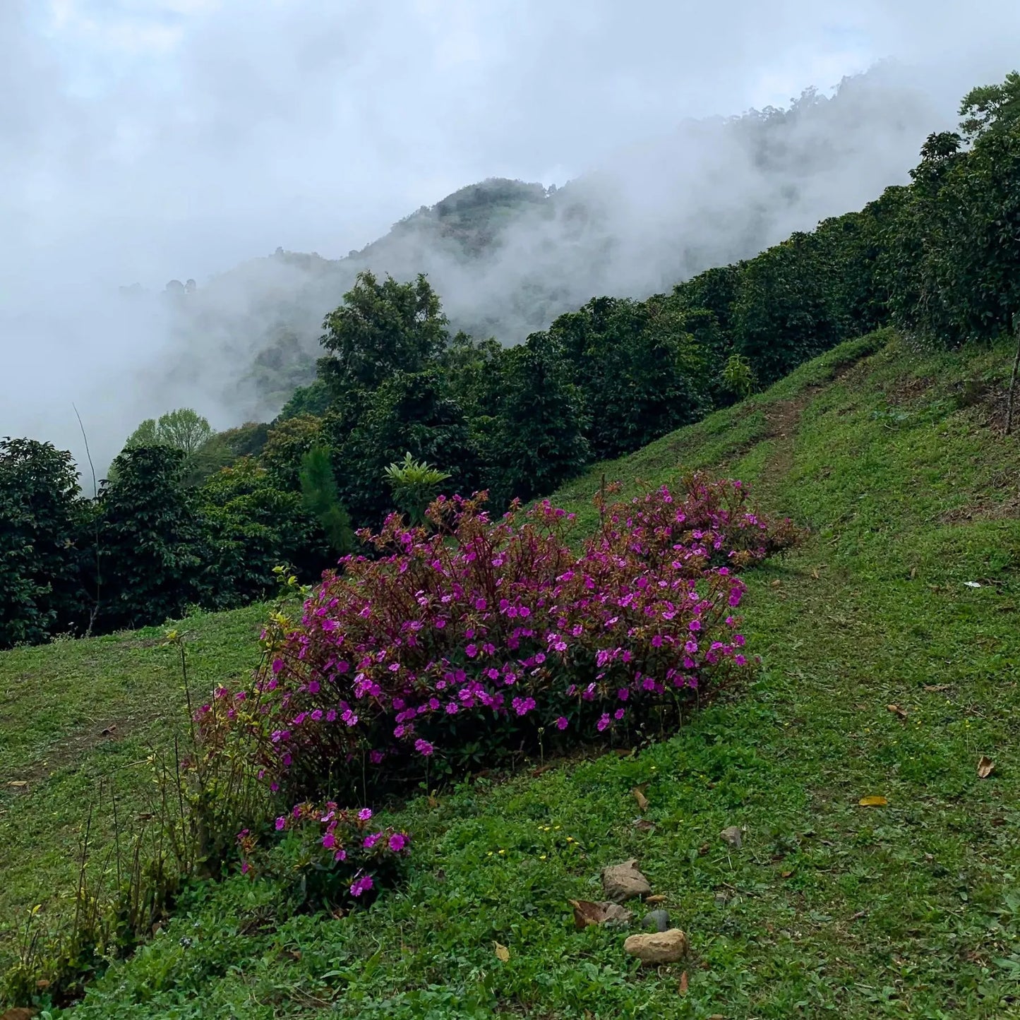 Honduras Pacas
