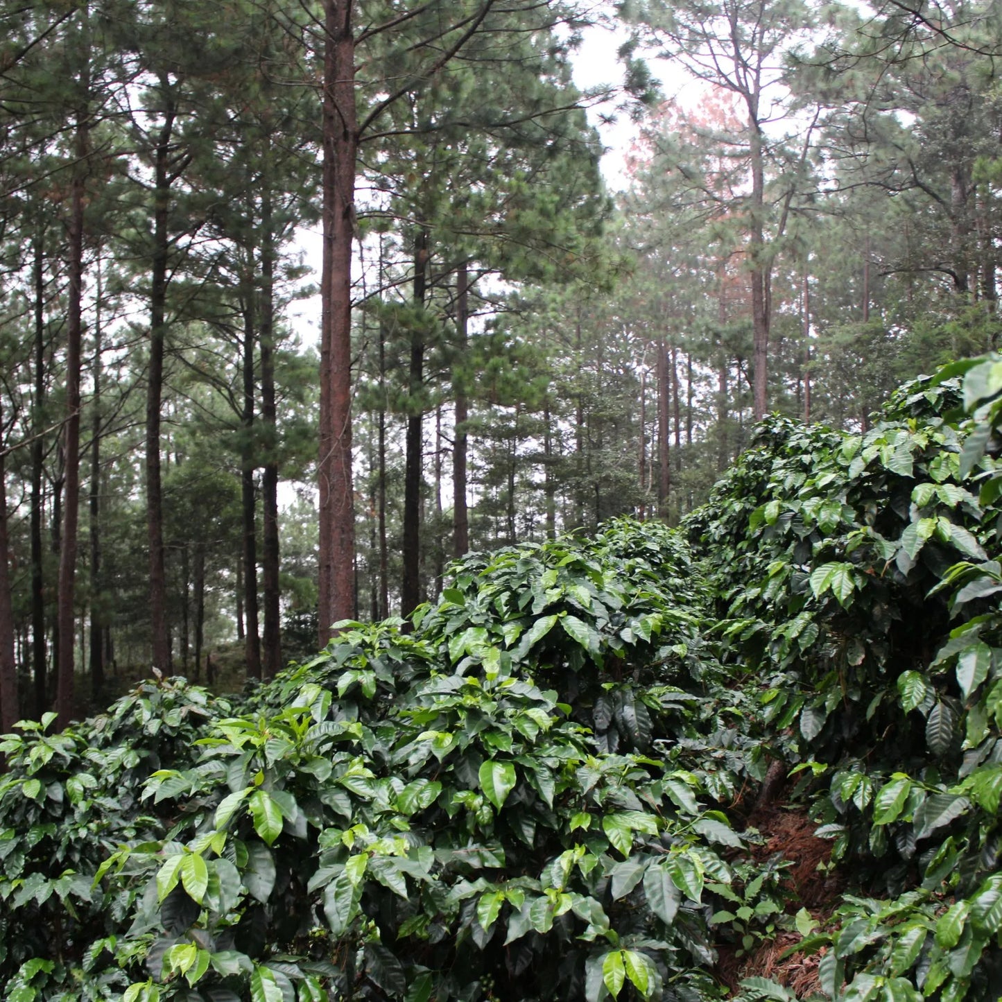 Honduras Pacas