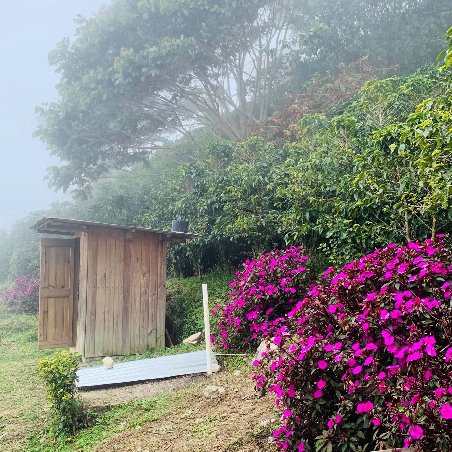 Honduras Pacas