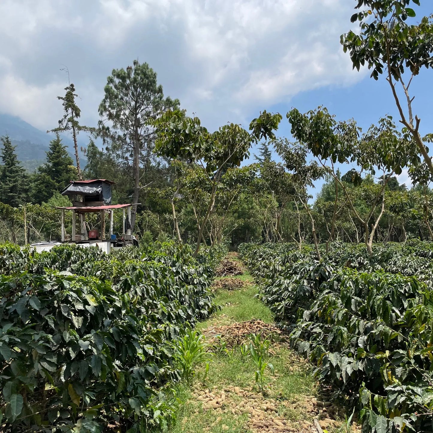 Guatemala San José del Lago Marcellesa – Washed