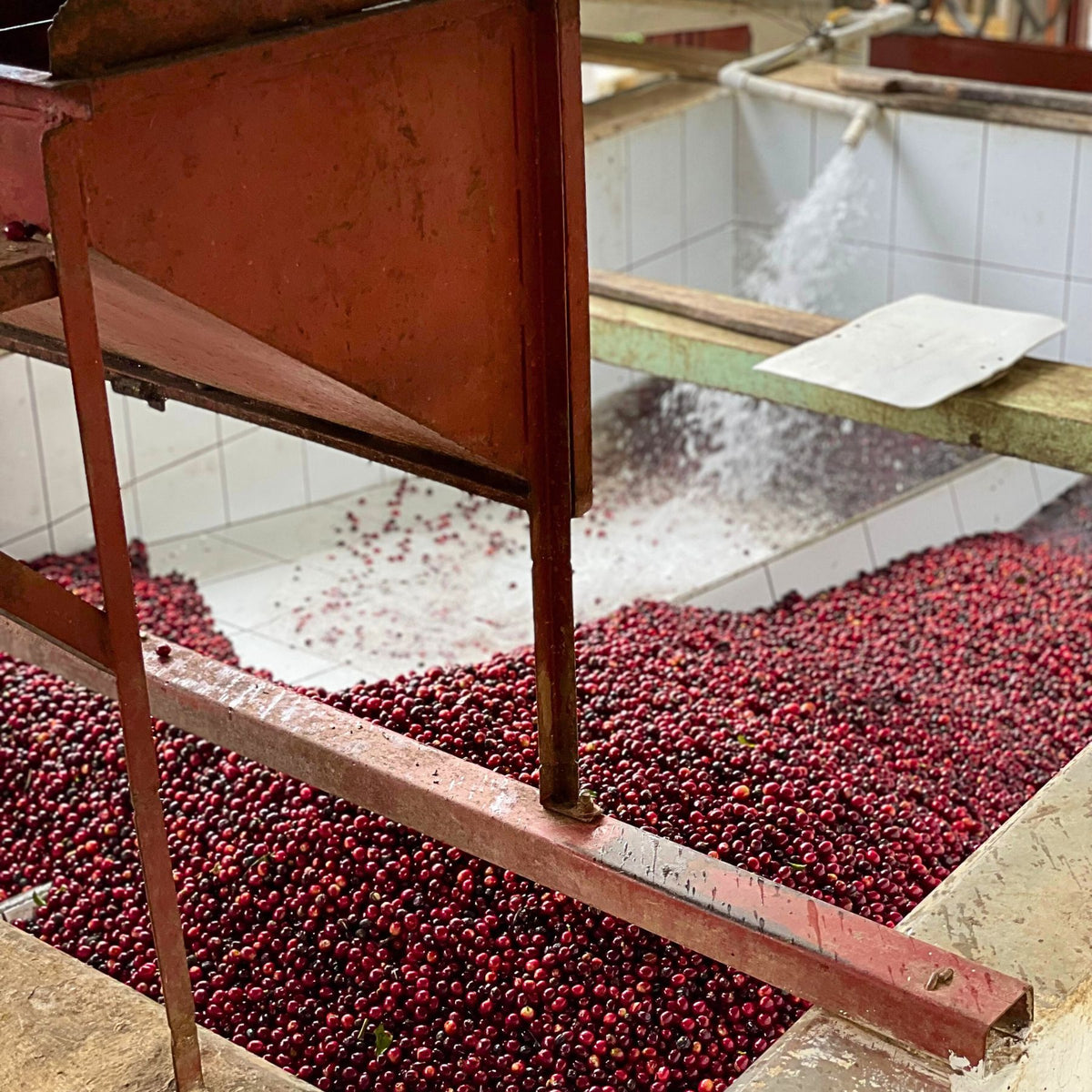 Guatemala Tropical Summit – Pacamara Washed | November Pre-Order