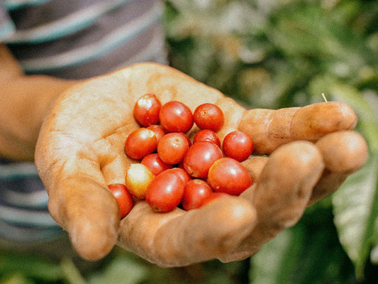 Ecuador Typica Mejorado – Fully Washed