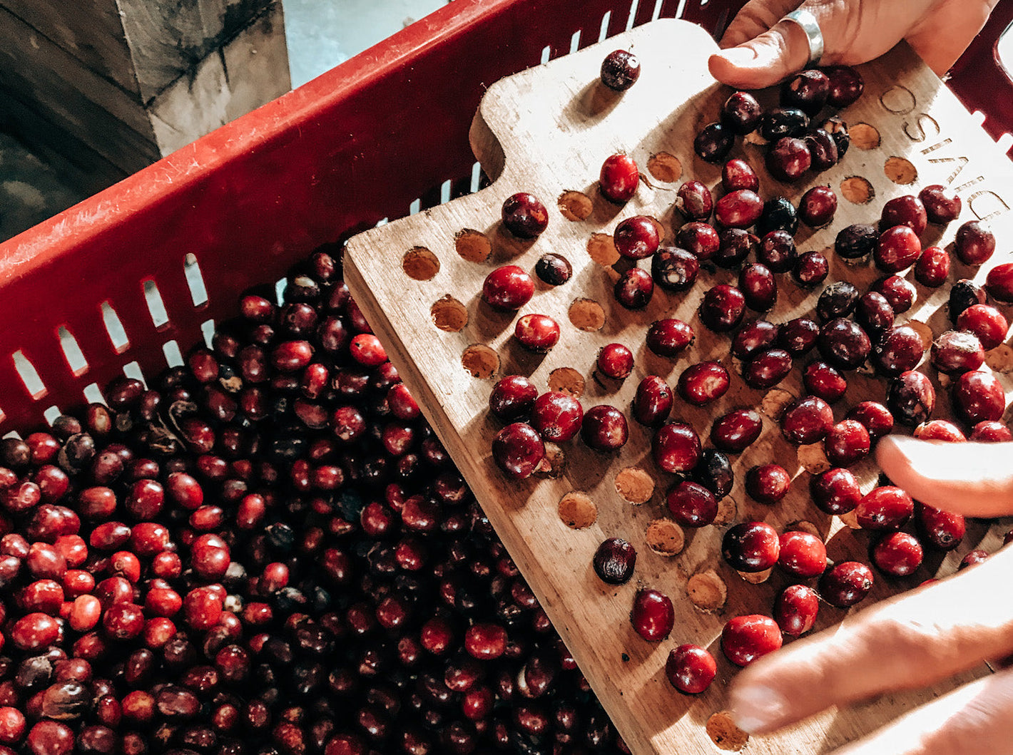 Kolumbien Las Flores Pink Bourbon – Entkoffeiniert