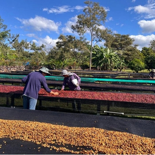 Panamá Geisha