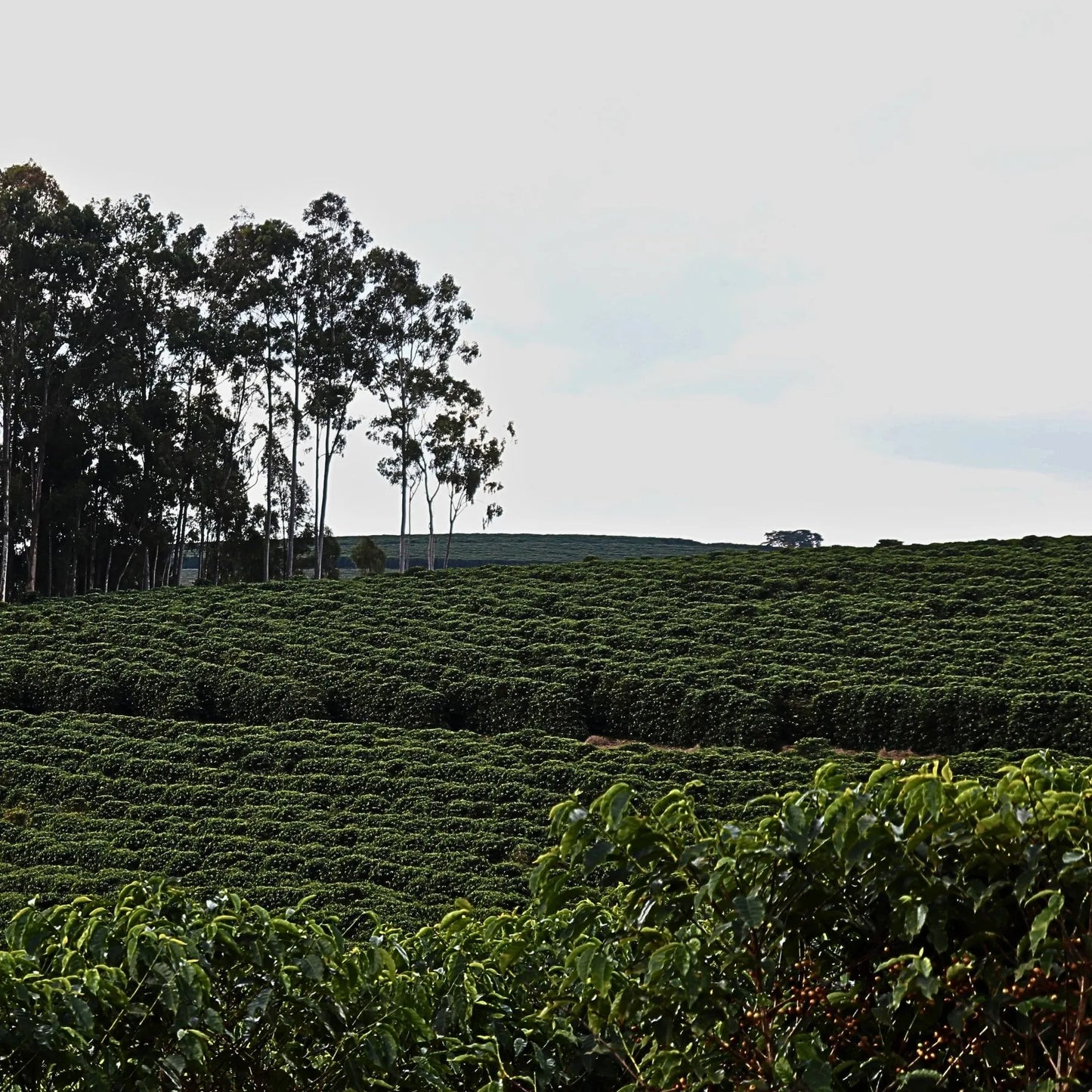 Brasil Yellow Bourbon - Natural