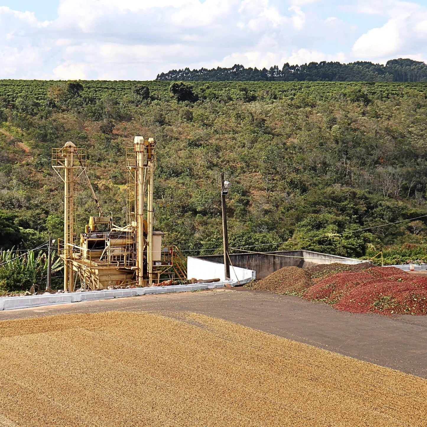 Brasil Yellow Bourbon - Natural