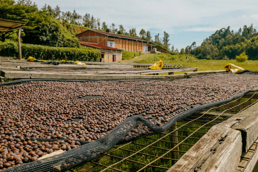 Rwanda Red Bourbon