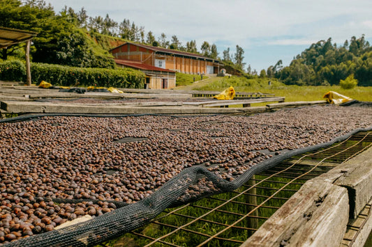 Rwanda Red Bourbon