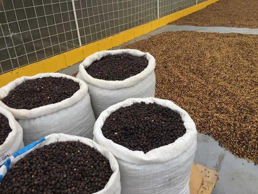 Costa Rica Las Lajas – Anaerobic Honey