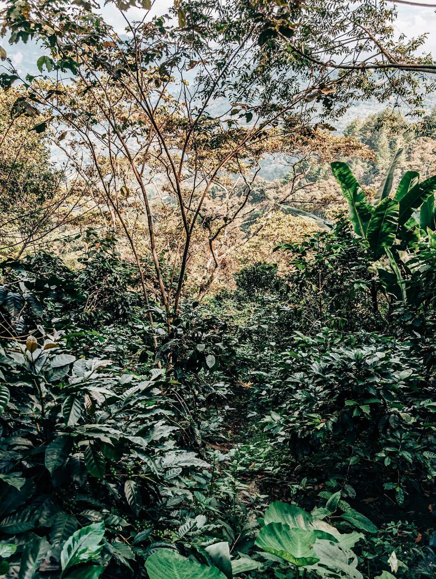 México Quetzal – Mountain Water Decaf
