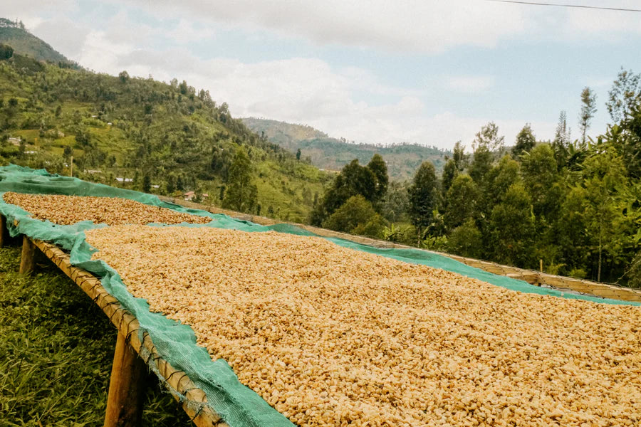 Rwanda Red Bourbon