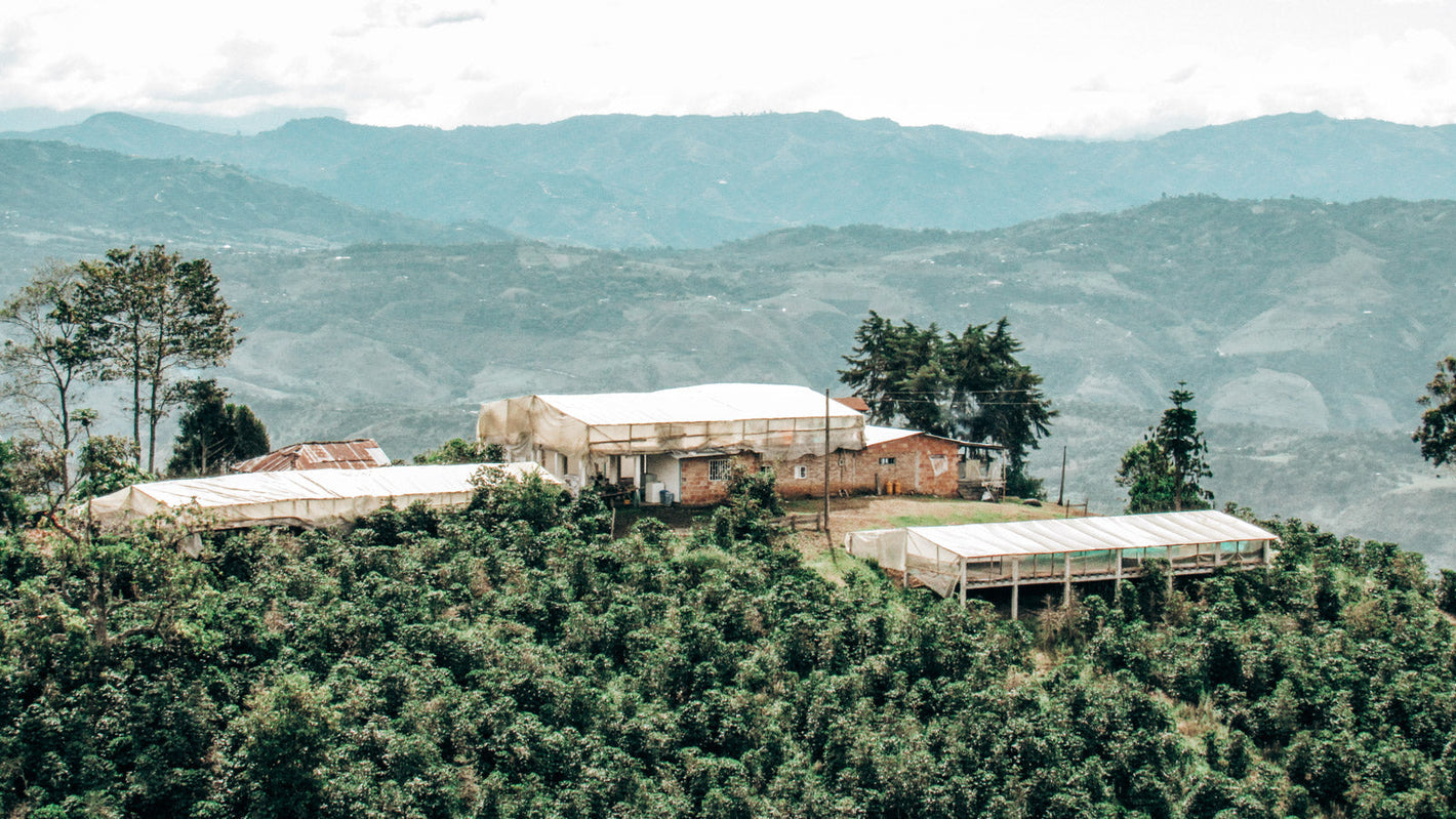 México Quetzal – Mountain Water Decaf