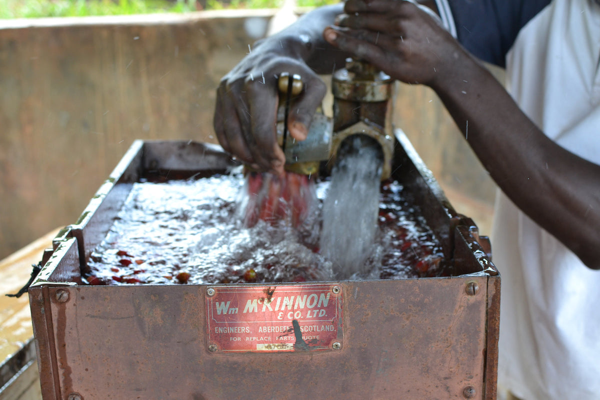 Ruanda Amber Grove – Red Bourbon Washed | Vorbestellung November