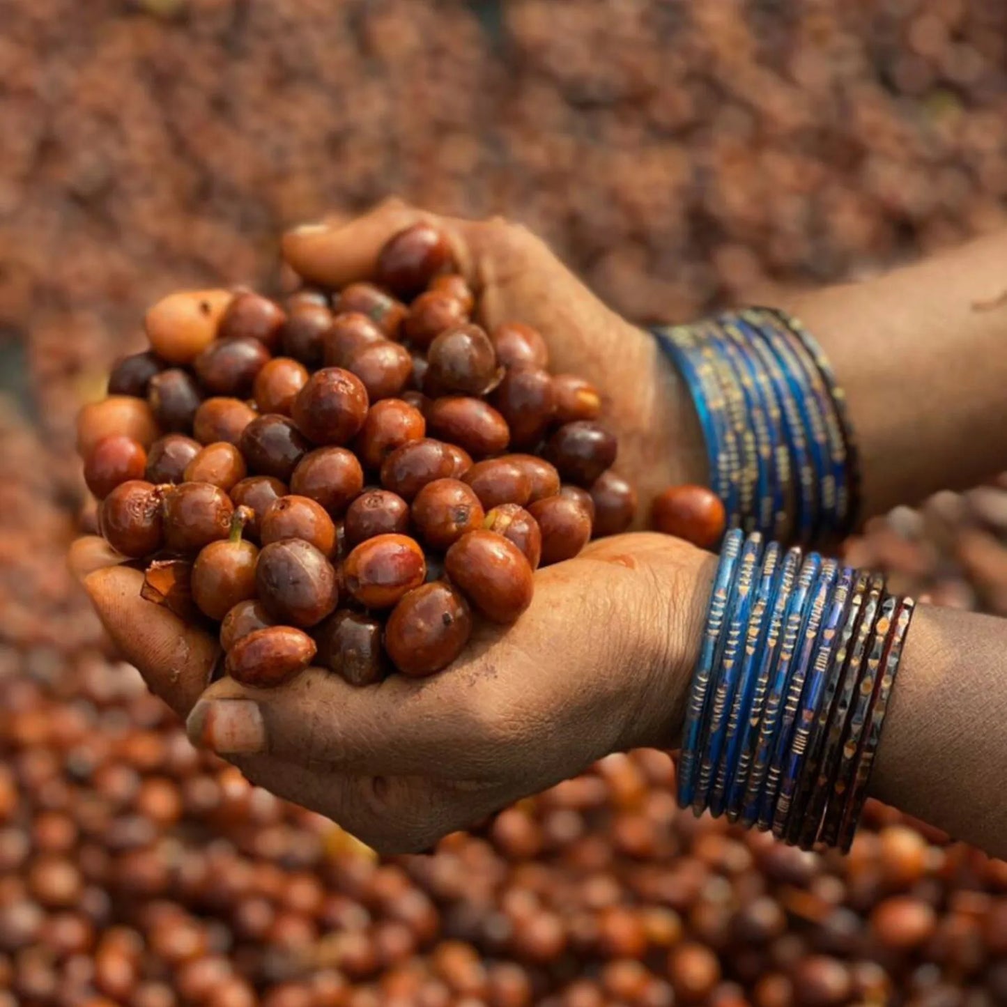 India Robusta – Natural