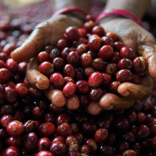 India Robusta – Natural