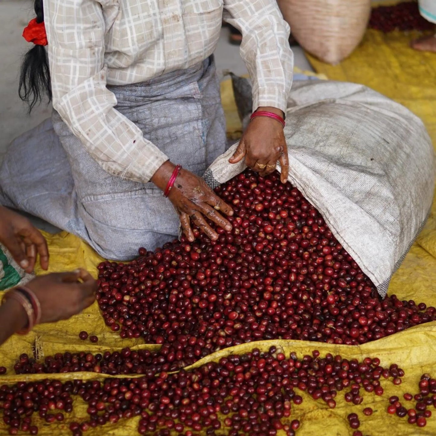 India Robusta – Natural