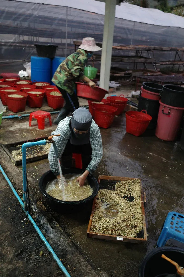 Thailand Doi Saket – Lactic Natural