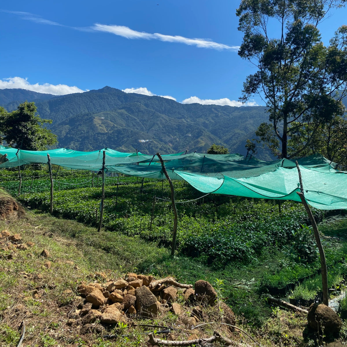 Costa Rica Honey Alchemy – Catuai Honey