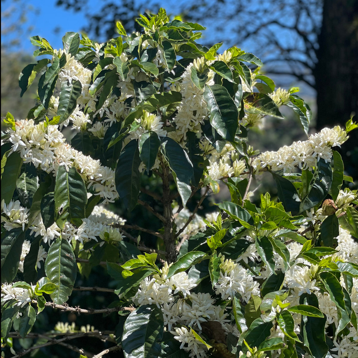 Costa Rica Honey Alchemy – Catuai Honey