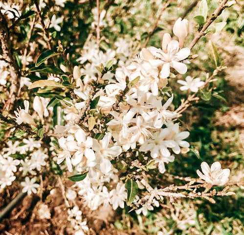 Südafrika Racemosa – Washed