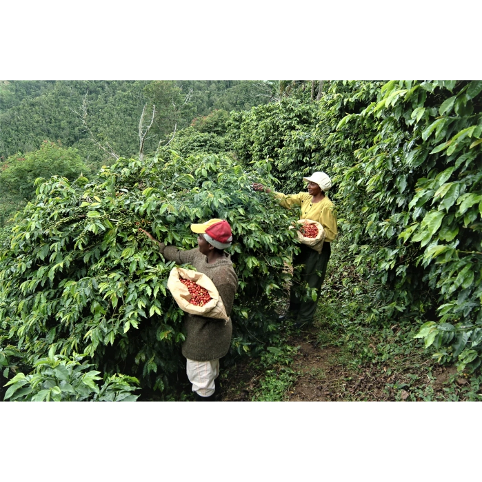Jamaica Blue Mountain