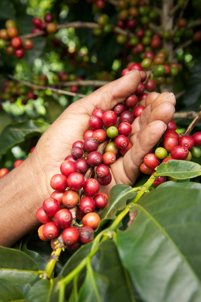 Honduras Bio-Entkoffeiniert