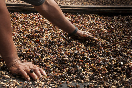 Brasil Orange Blossom – Yellow Bourbon Natural