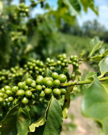 Tansania Bio Robusta