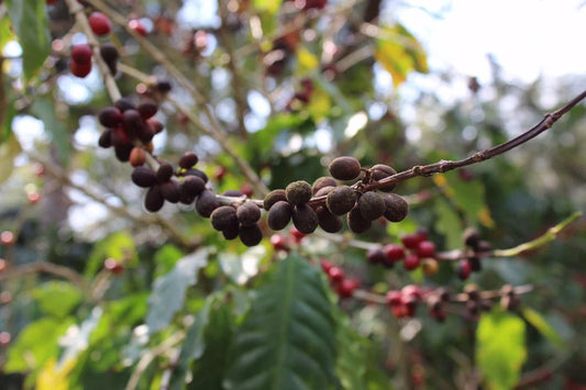 Guatemala Hamacas – Washed