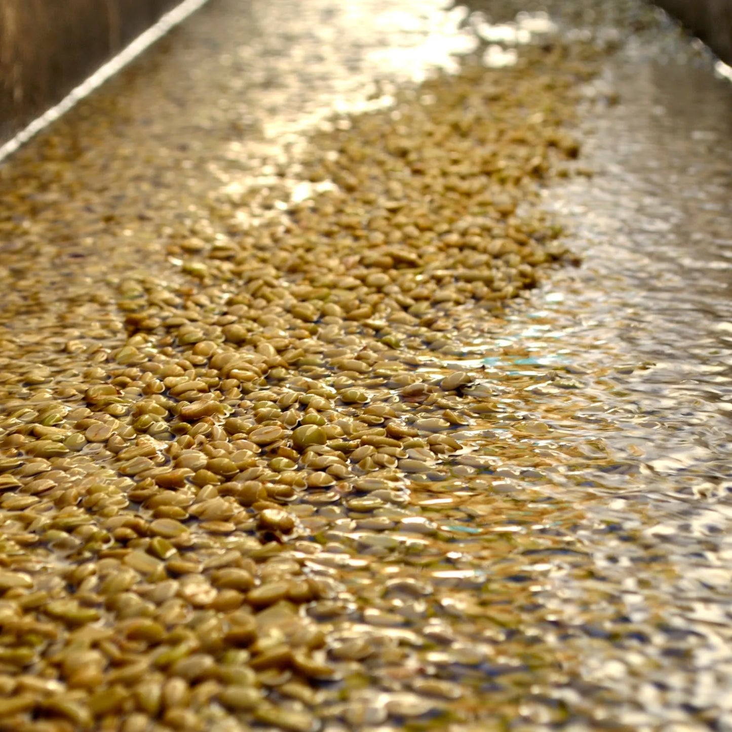 Guatemala La Soledad Java – Washed