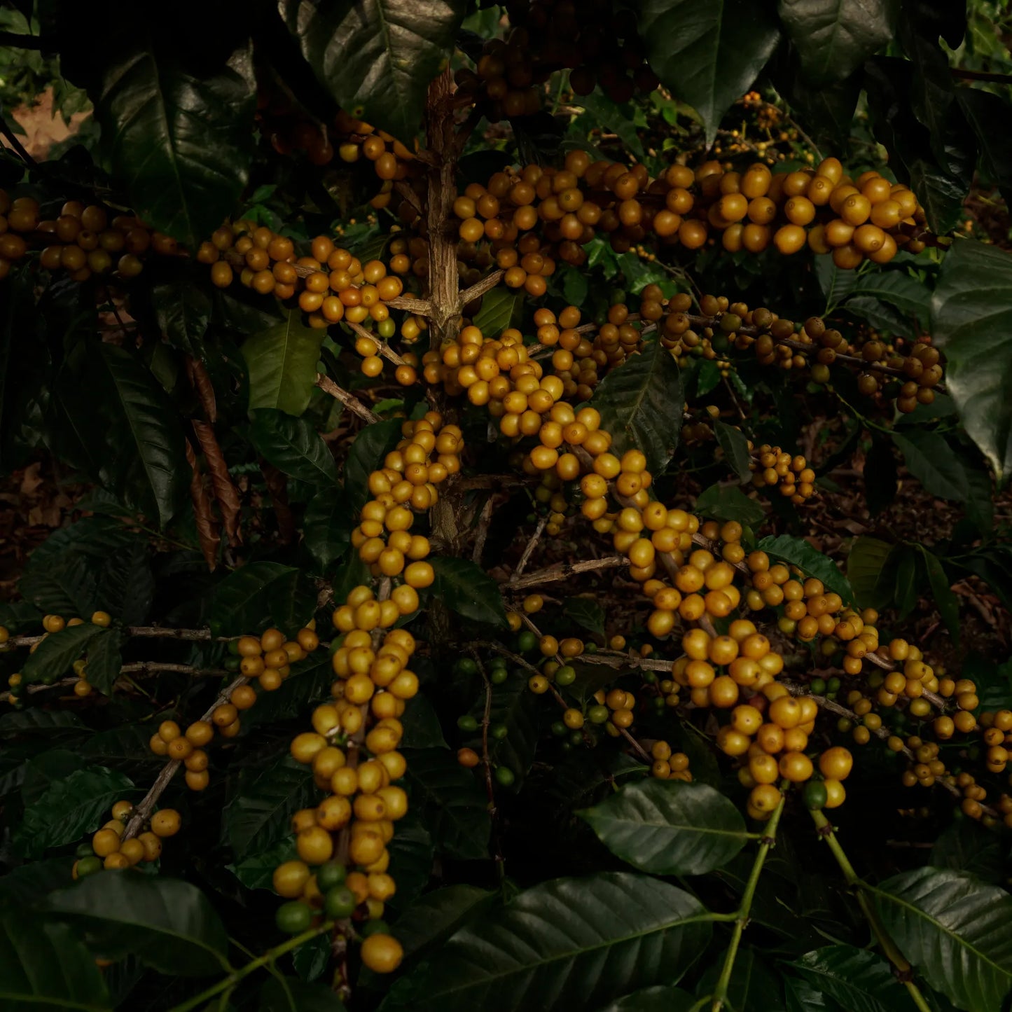 Guatemala La Soledad Java – Washed