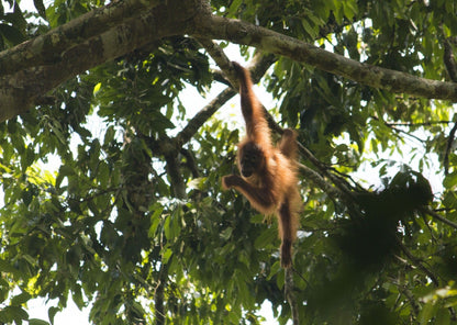 Orangutan - Gayo de Sumatra