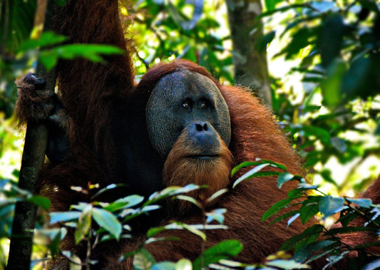 Orangutan - Gayo de Sumatra