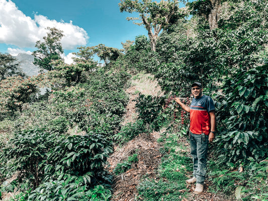 Mexiko Rancho Morelia – Extended Fermentation