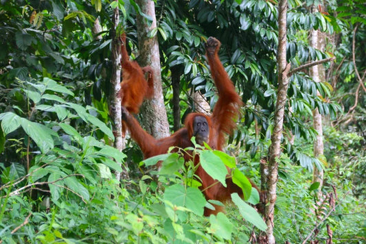 Sumatra Orang Utan – Giling Basah