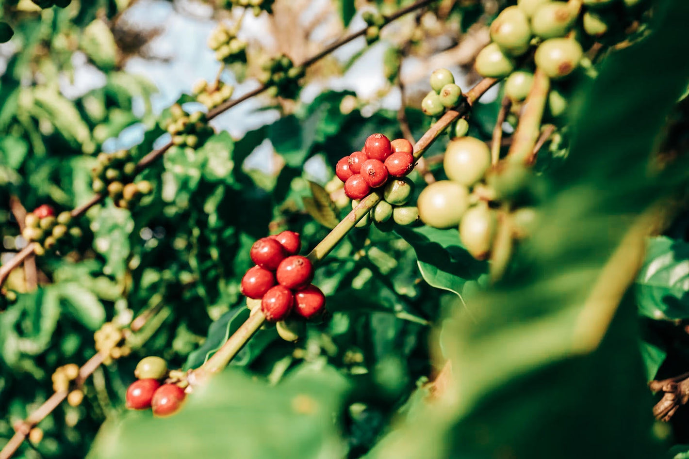 Vietnam Robusta – Wet Polished